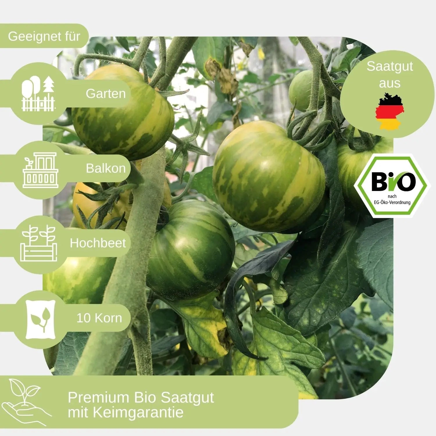 Bio-Fleischtomate-Green-Zebra-Samen-geeignet für