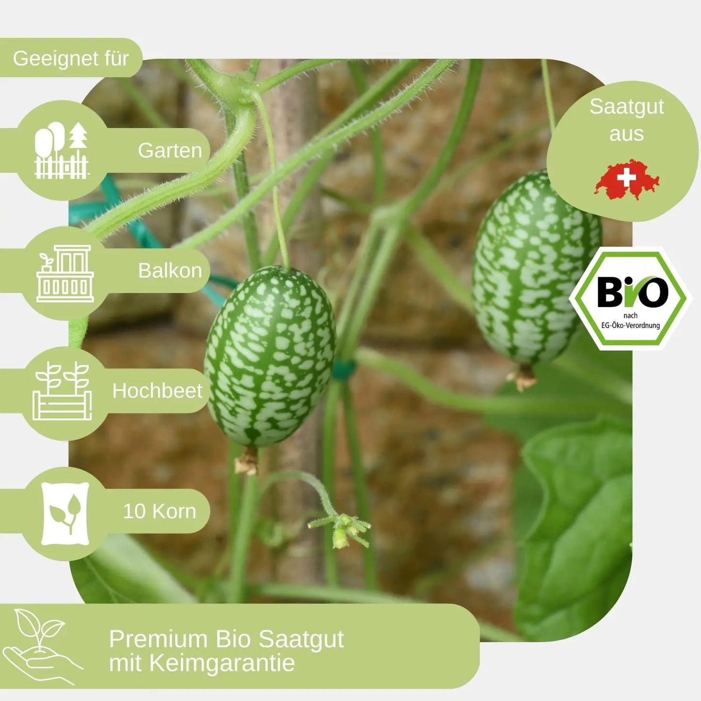 Bio-Mexikanische-Minigurke-Samen-geeignet_für