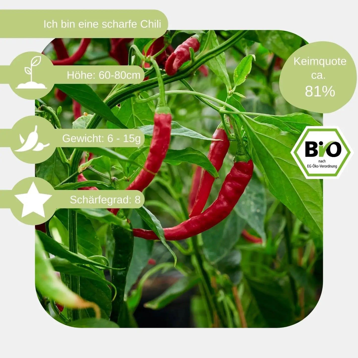 Bio-Pepperoni-de-Cayenne-Samen-Eigenschaft
