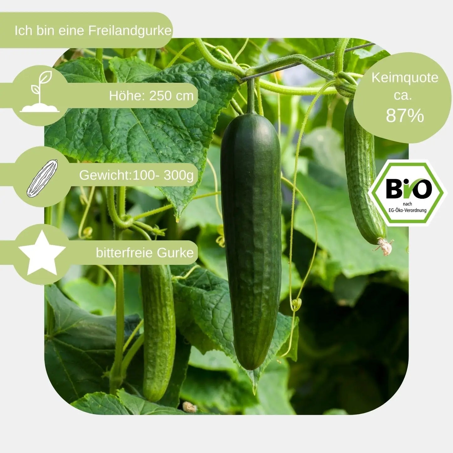 Bio-Salatgurke-Sonja-Samen-eigenschaften