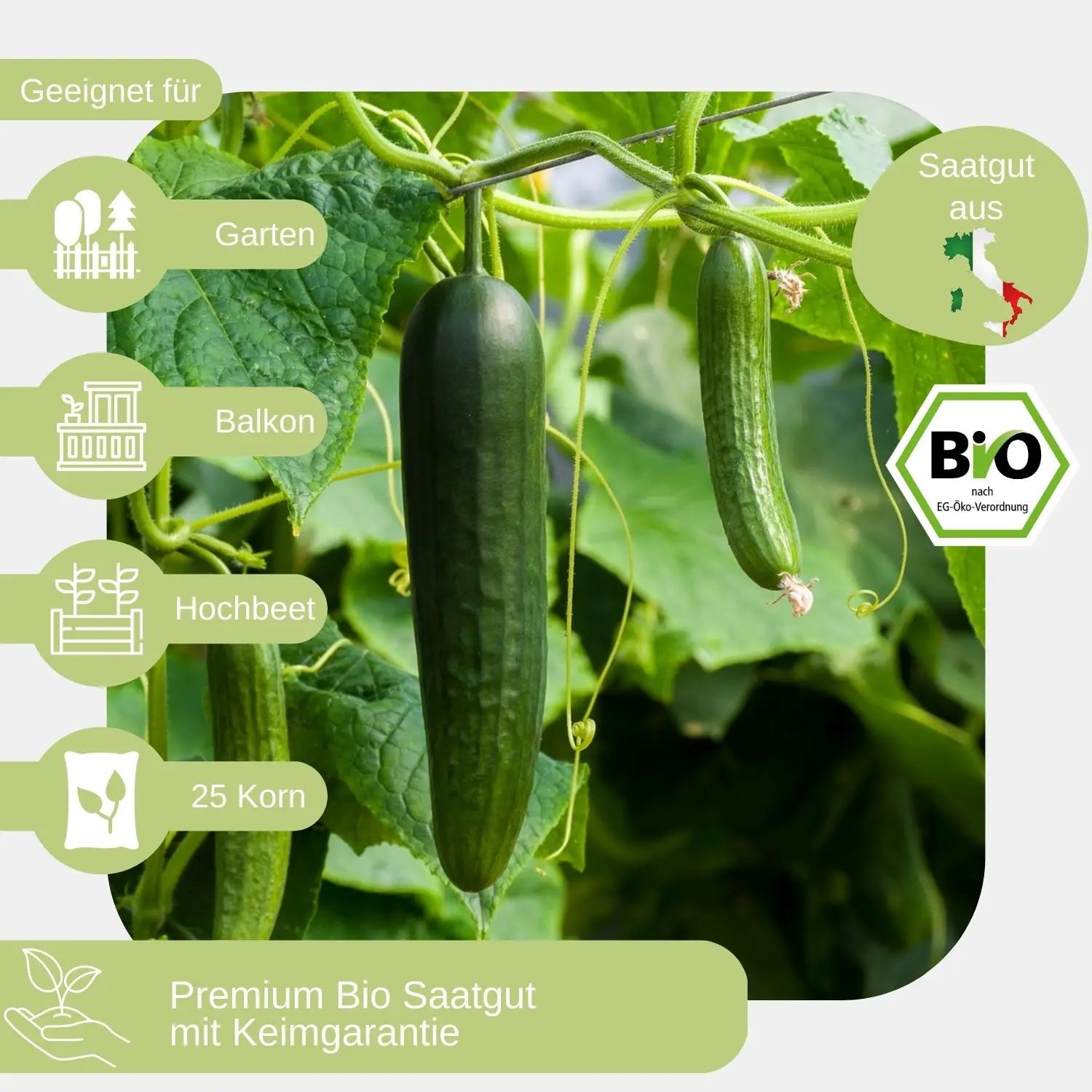 Bio-Salatgurke-Sonja-Samen-geeigent für