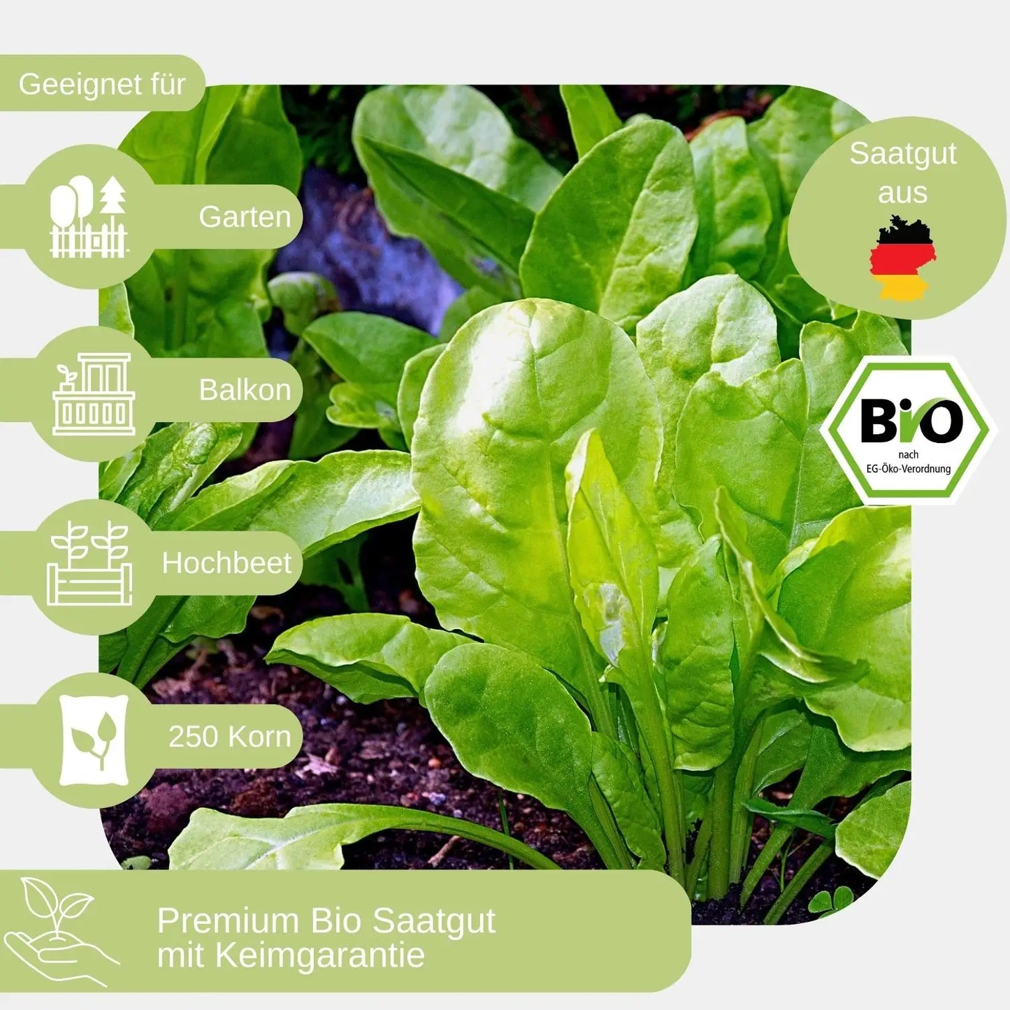 Bio-Spinat-Samen-geeignet_für