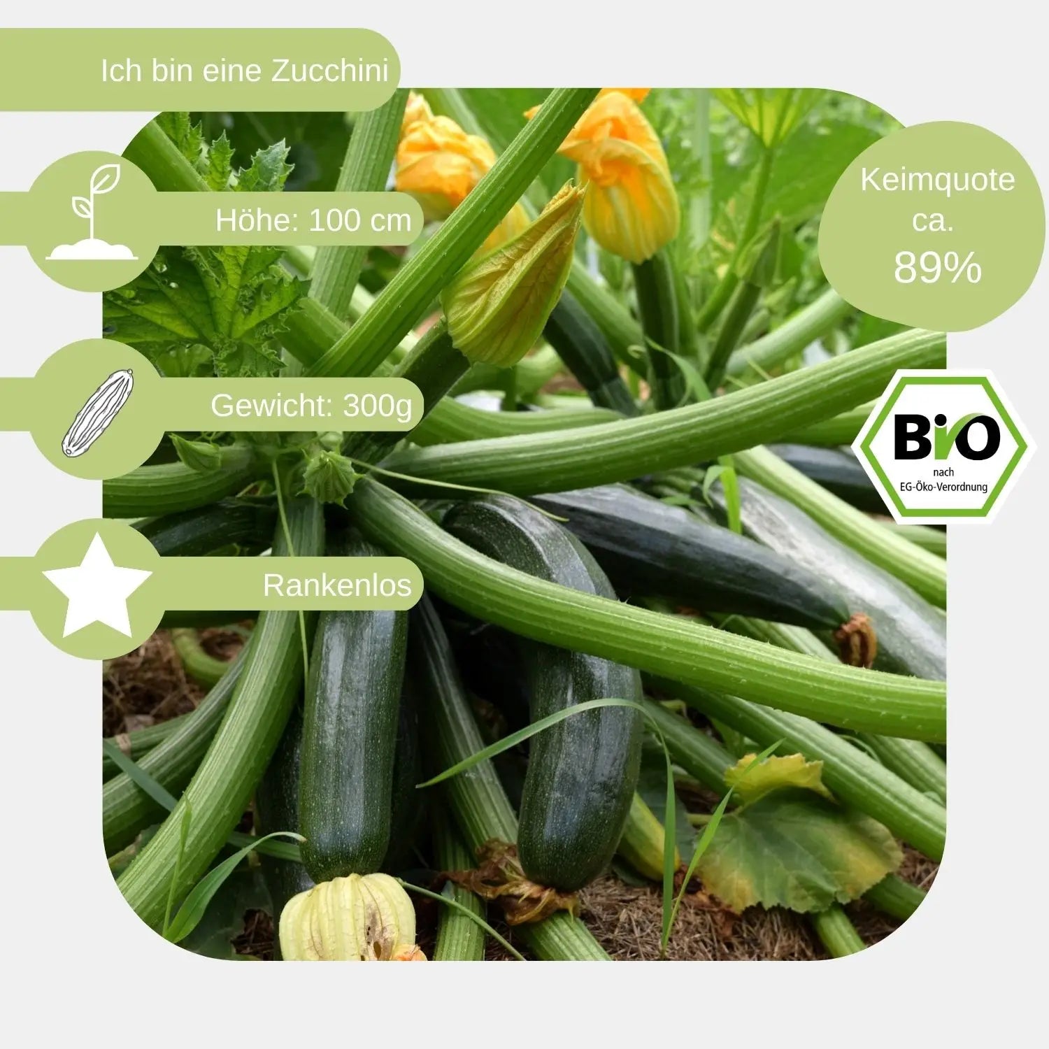 Bio-Zucchini-Samen-eigenschaften