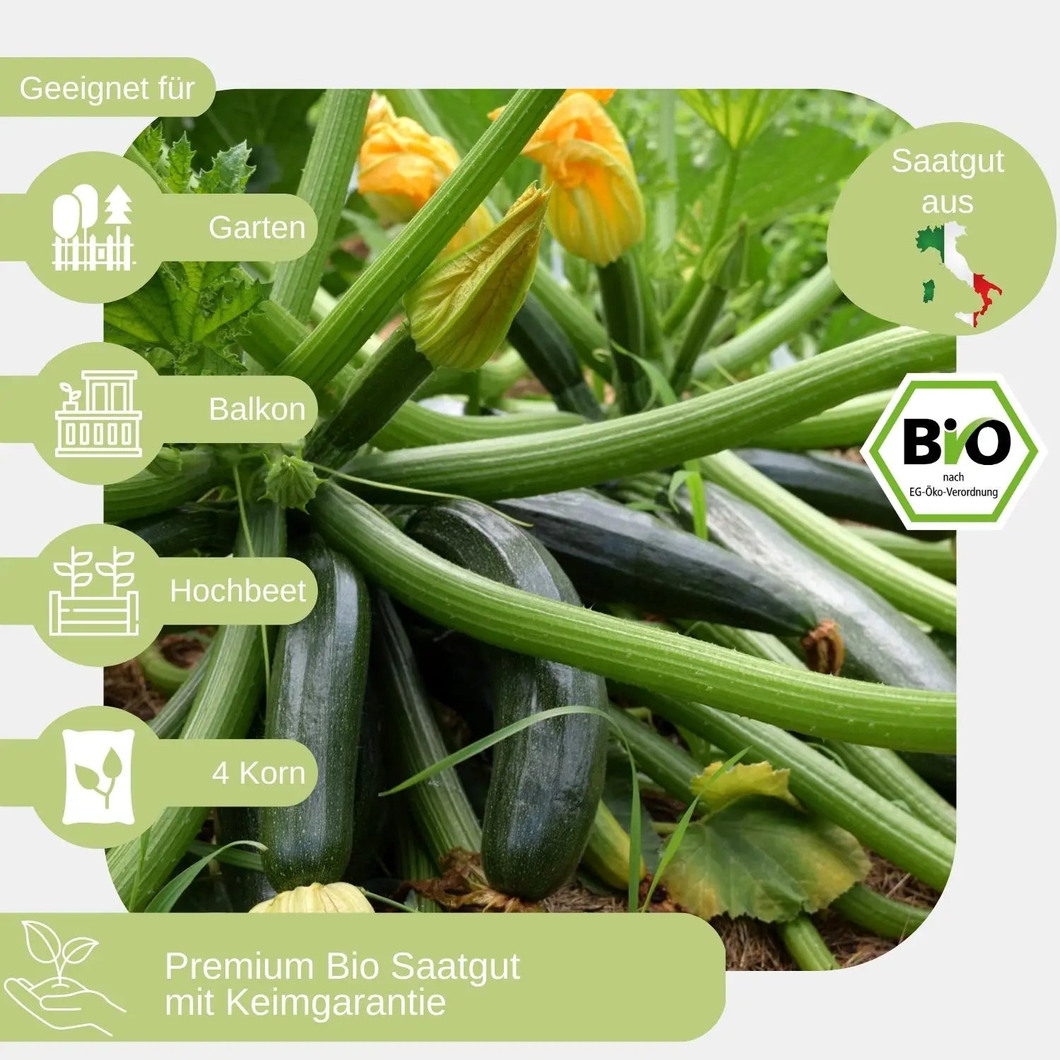Bio-Zucchini-Samen-geeignet für