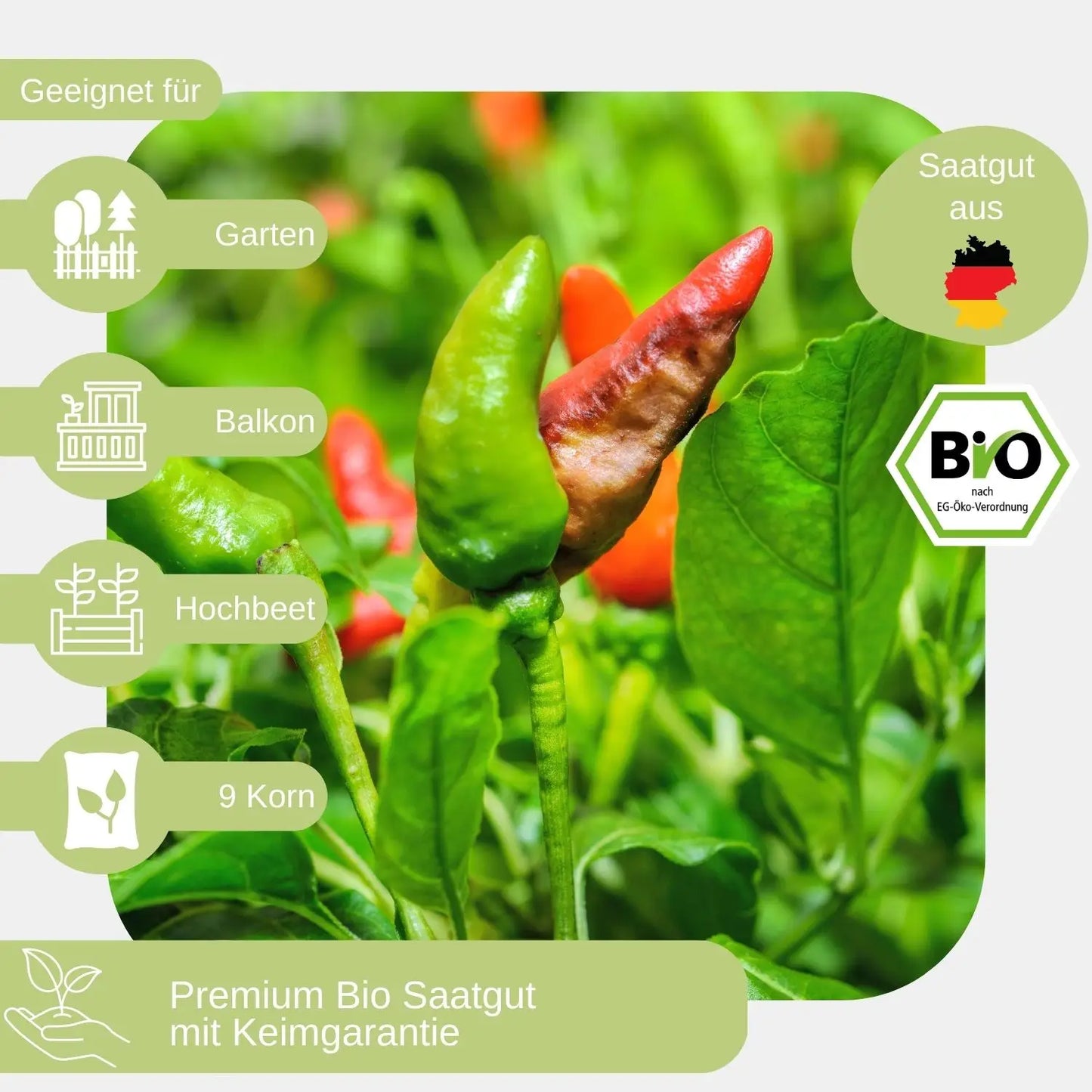 Bio Chili Fresno Samen geeignet für