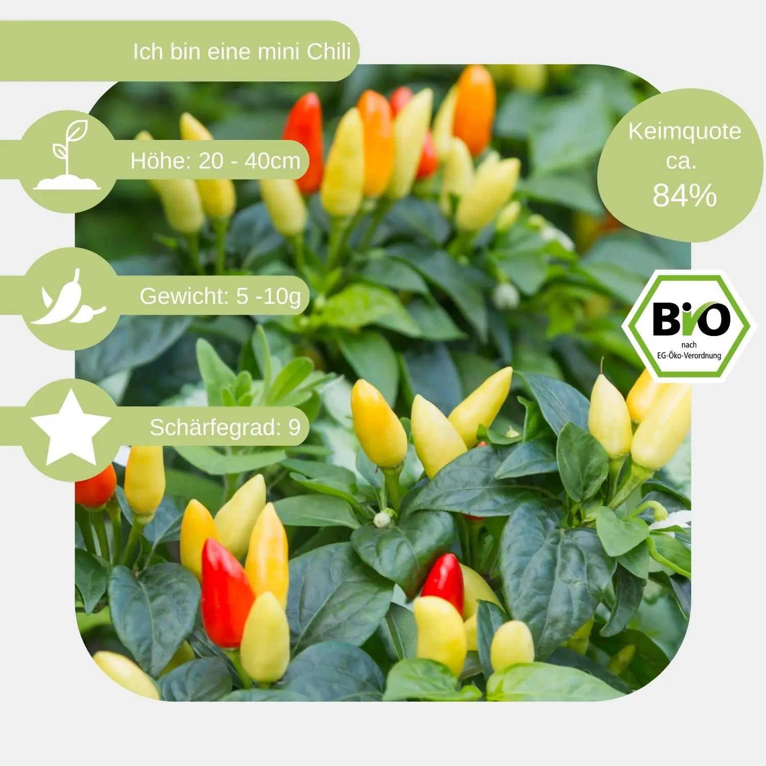 Bio Chili Prairie Fire Samen eigenschaften