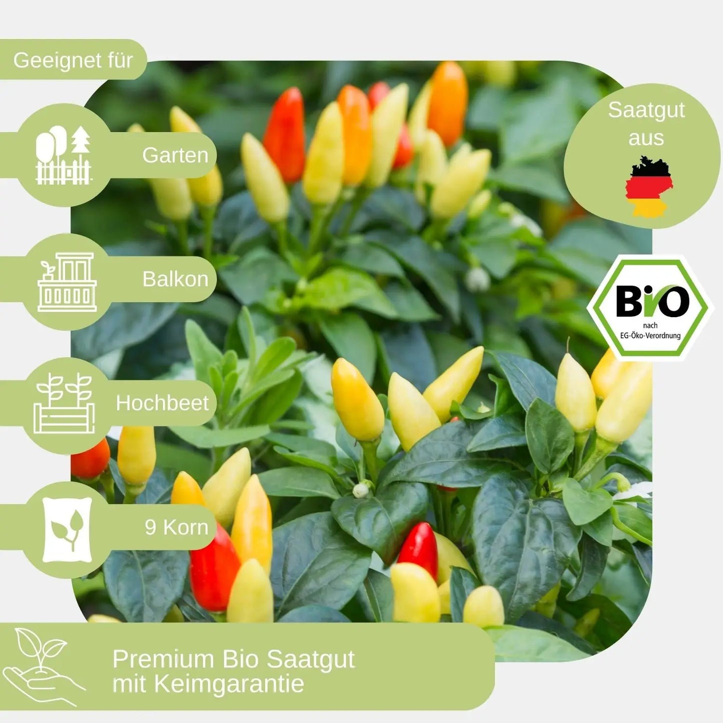 Bio Chili Prairie Fire samen geeignet für