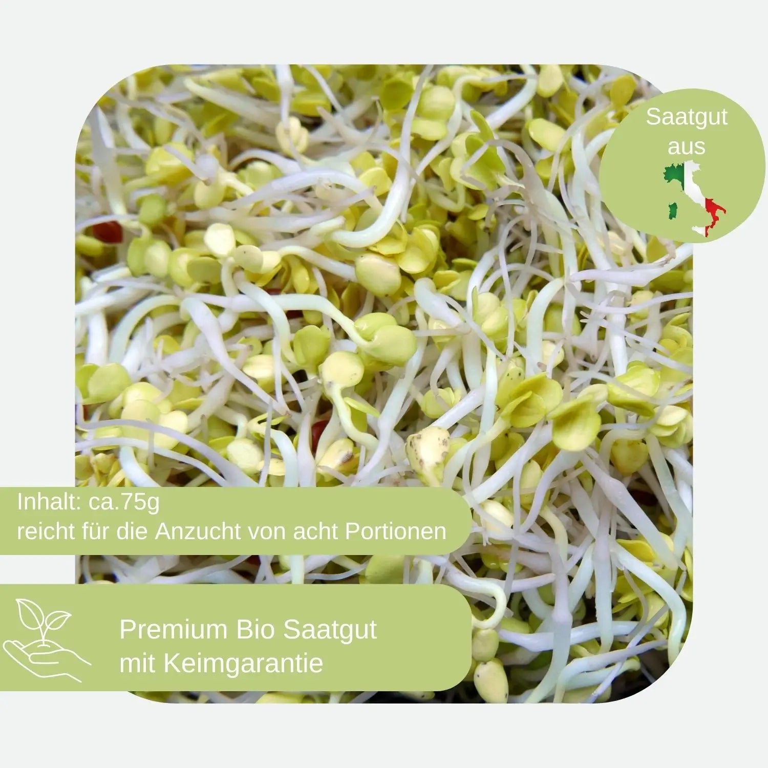Bio Daikon Rettich Sprossen Samen kaufen mit hoher Keimfähigkeit