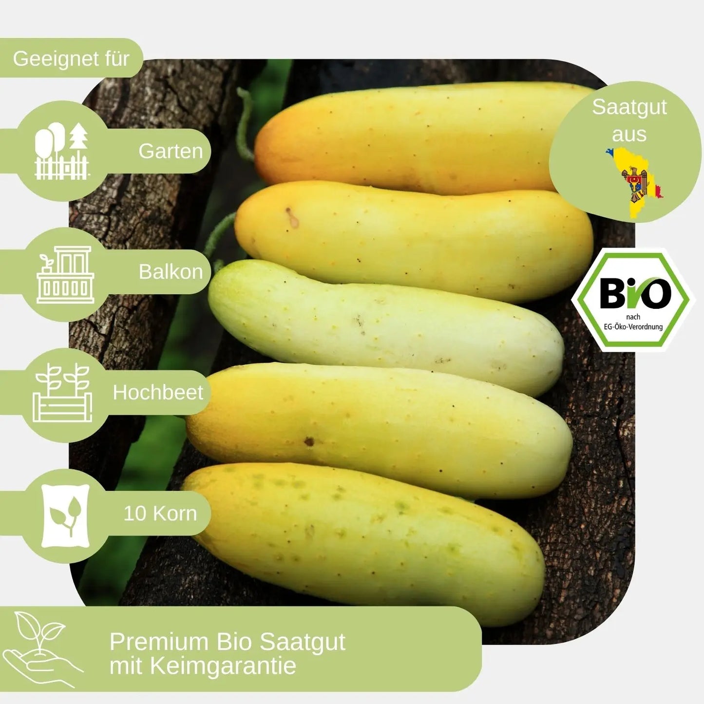 Bio Salatgurke Gele Tros Samen geeignet für
