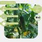 Bio Salatgurke Marketmore Samen eigenschaften