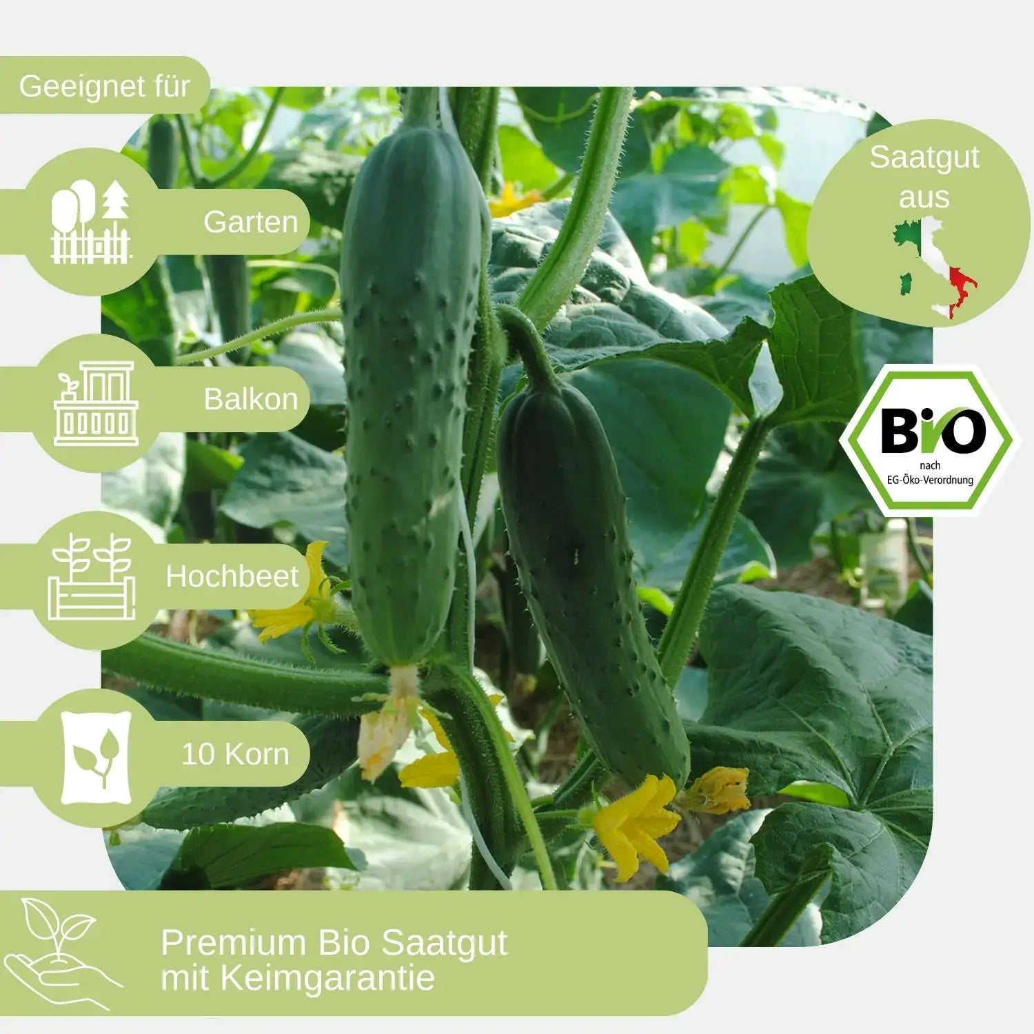 Bio Salatgurke Marketmore Samen geeignet für