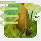 Bio Salatgurke Salome Samen eigenschaften