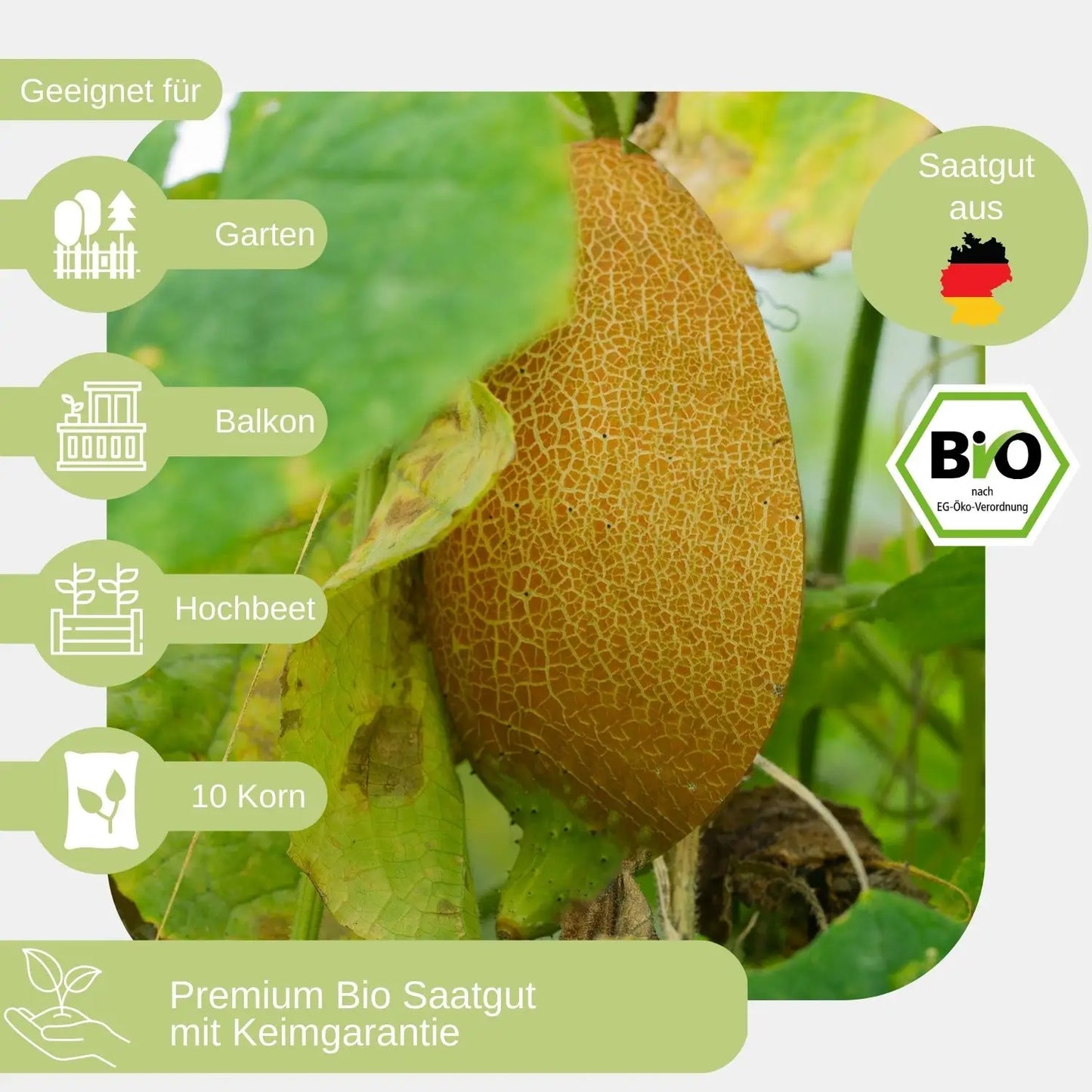 Bio Salatgurke Salome Samen geeignet für