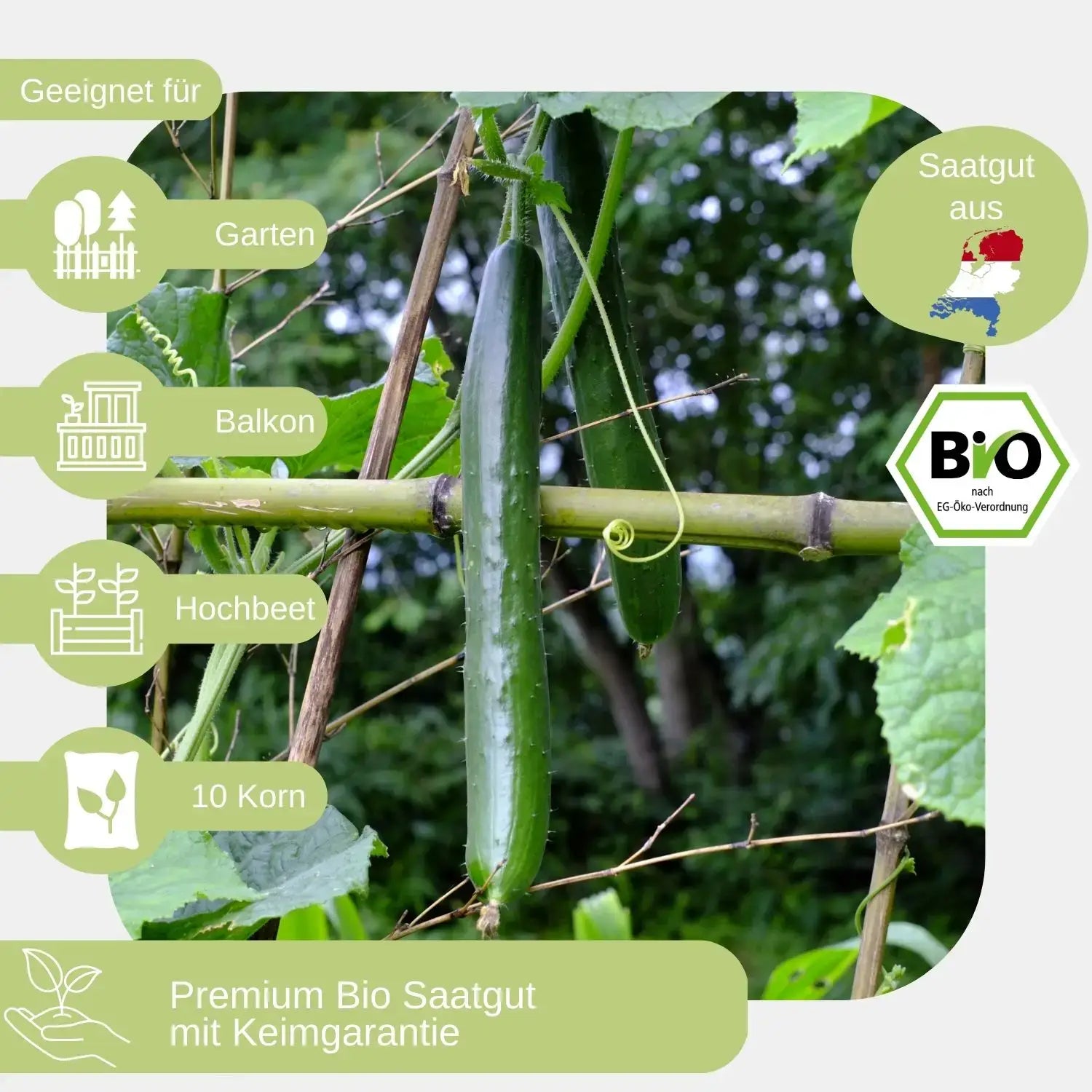 Bio Salatgurke Telegraph Improved Samen geeignet für
