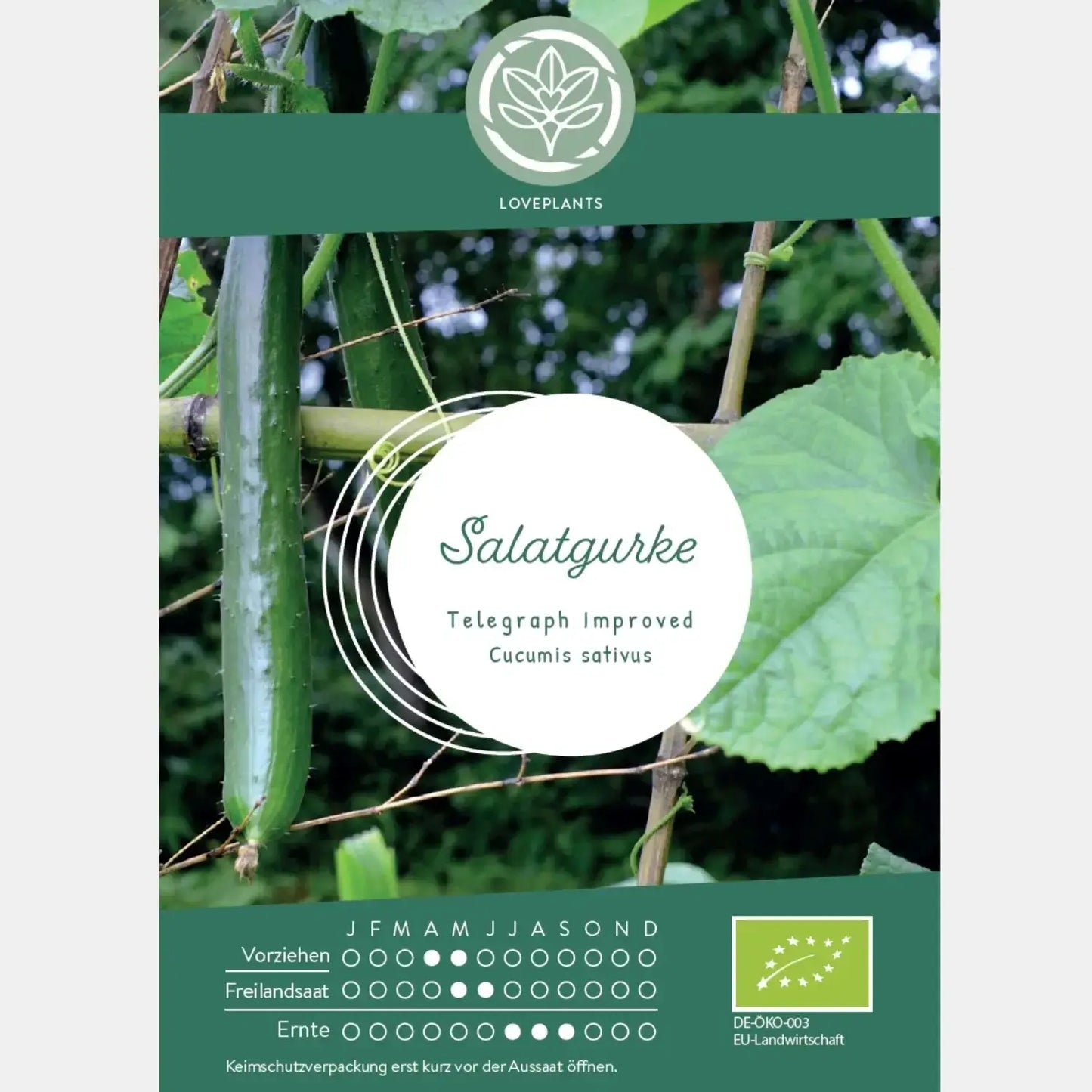 Bio Salatgurke Telegraph Improved Samen kaufen