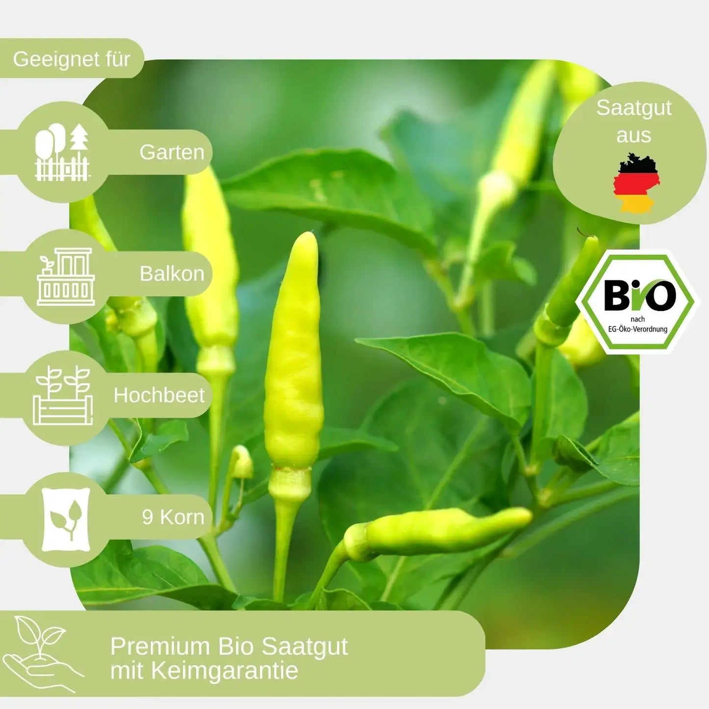 Bio Sipka Zitronen Chili Samen geeignet für