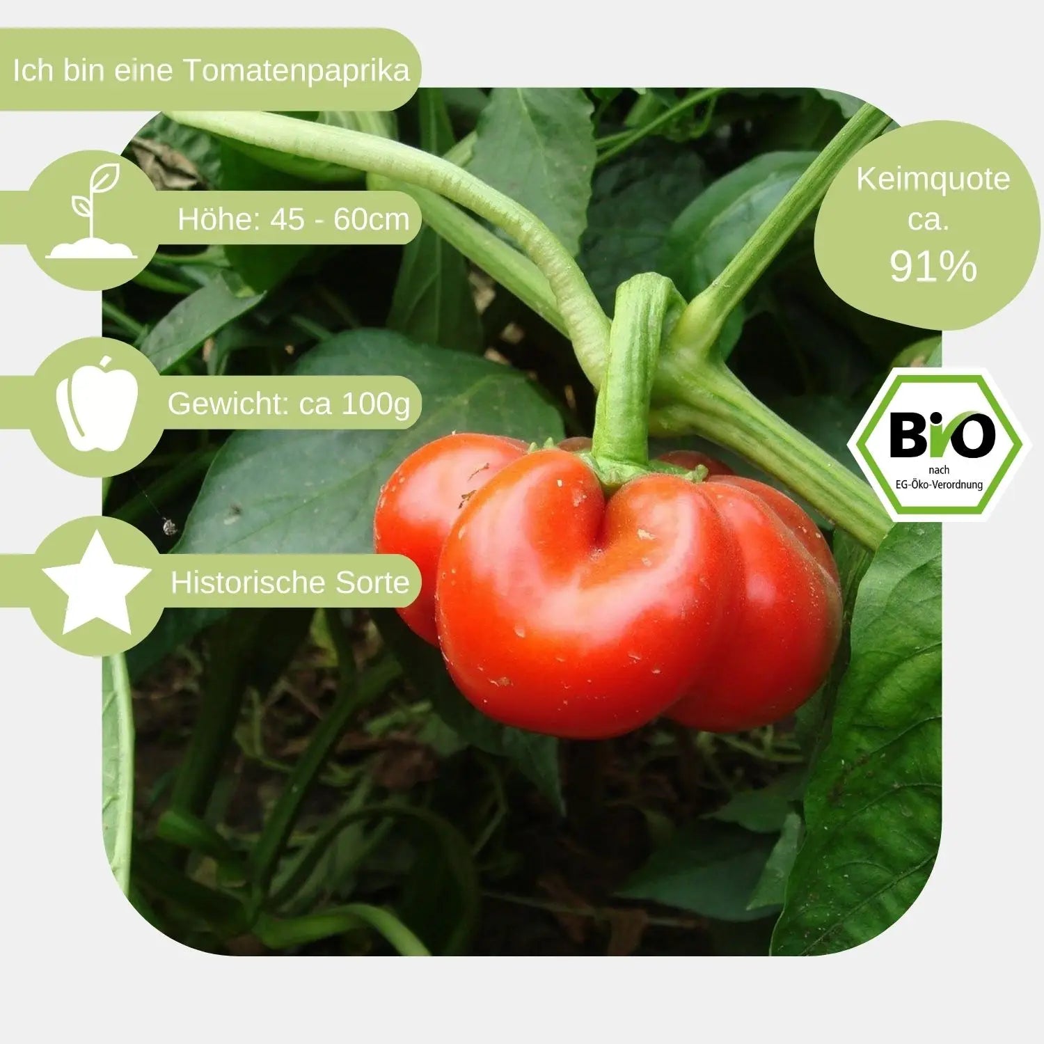 Bio Tomatenpaprika Samen eigenschaften