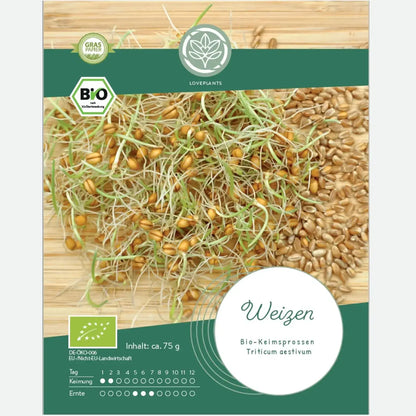 Bio Weizensprossen Samen kaufen