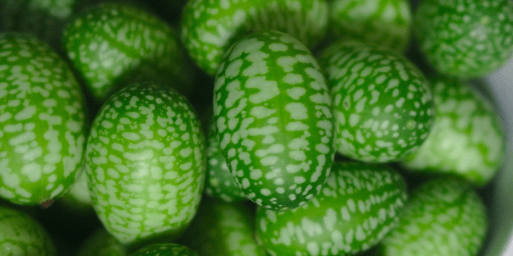 Mexikanische Minigurke pflanzen