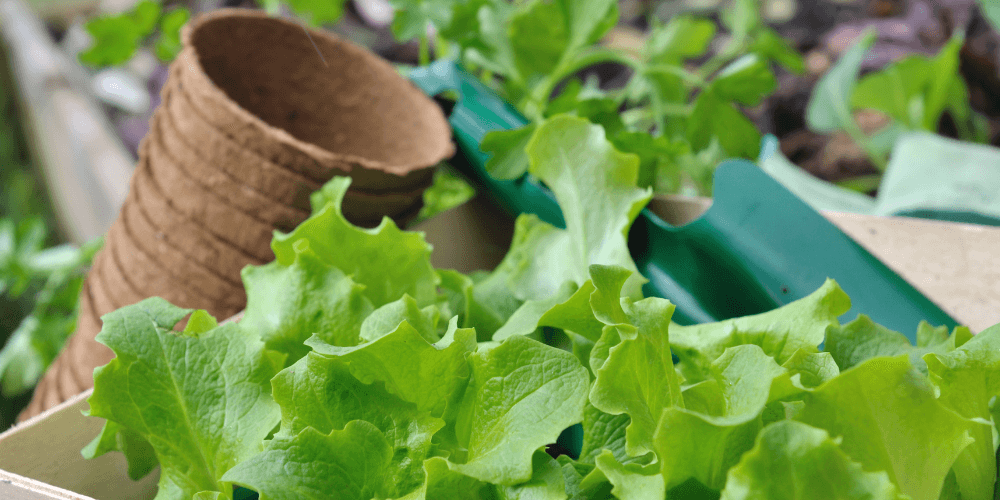 Babyleaf Salat selber anbauen