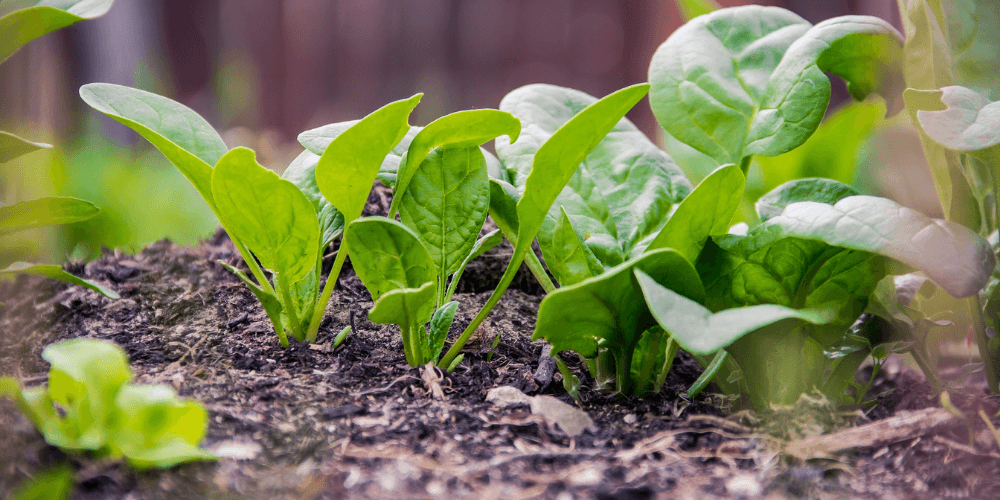 Bio Spinat anpflanzen