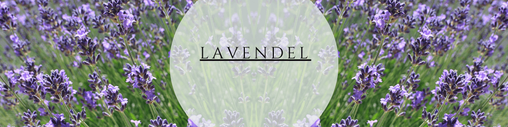 Lavendel anbau