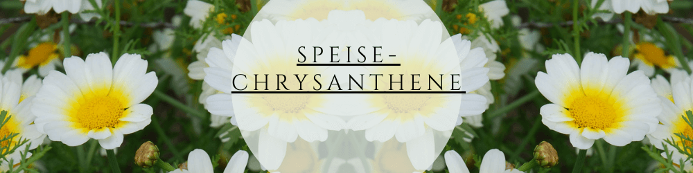 Speisechrysantheme Anbau